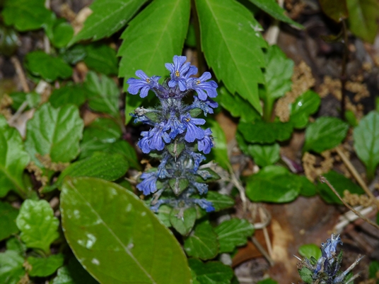 {Ajuga reptans}